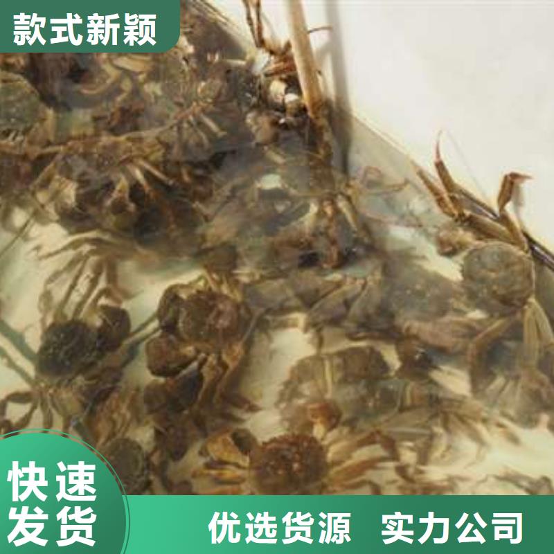 螃蟹-【阳澄湖大闸蟹包邮】快捷的物流配送|金塔|瓜州|平凉|嘉峪关|临夏|陇南公司