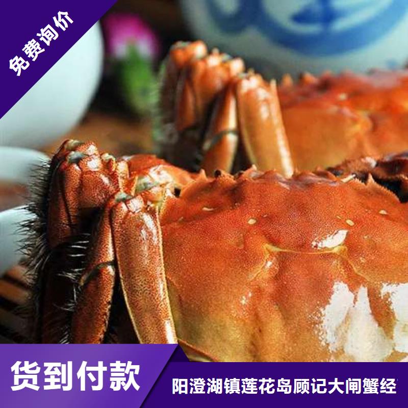 阳澄湖大闸蟹顾记【 螃蟹,阳澄湖大闸蟹精选厂家好货】