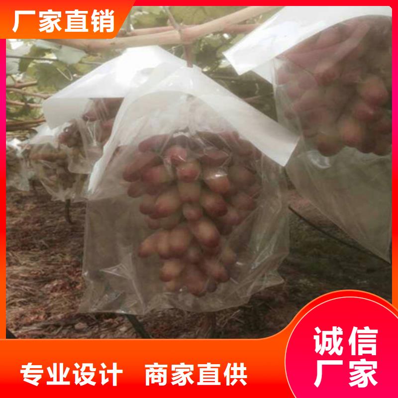 定制销售售后为一体【葡萄苗】草莓苗价格厂家十分靠谱规格齐全实力厂家_视频