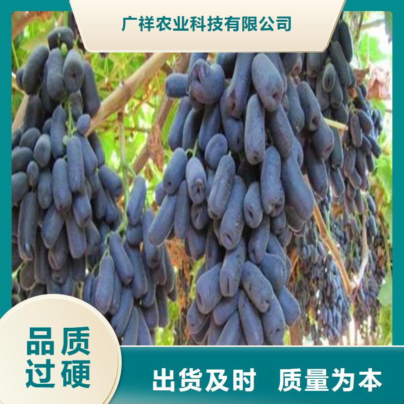 葡萄苗-【蓝宝石葡萄苗】现货充裕|陇川|瑞丽|曲靖|玉溪|丽江|怒江28354.com