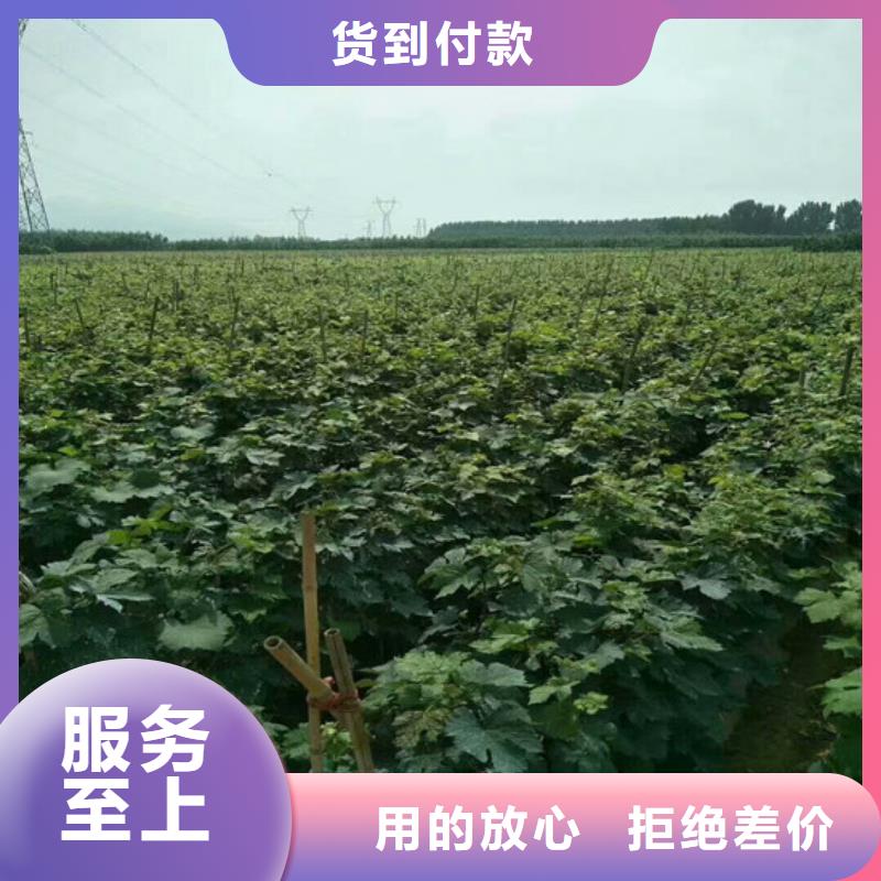 葡萄苗-【蓝宝石葡萄苗】现货充裕|陇川|瑞丽|曲靖|玉溪|丽江|怒江28354.com