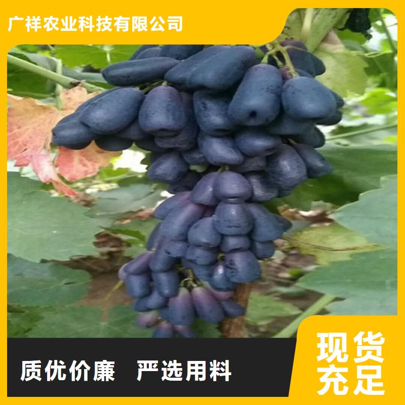 葡萄苗-【蓝宝石葡萄苗】现货充裕|陇川|瑞丽|曲靖|玉溪|丽江|怒江28354.com