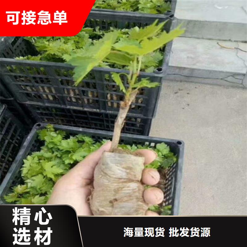 葡萄苗-【蓝宝石葡萄苗】现货充裕|陇川|瑞丽|曲靖|玉溪|丽江|怒江28354.com
