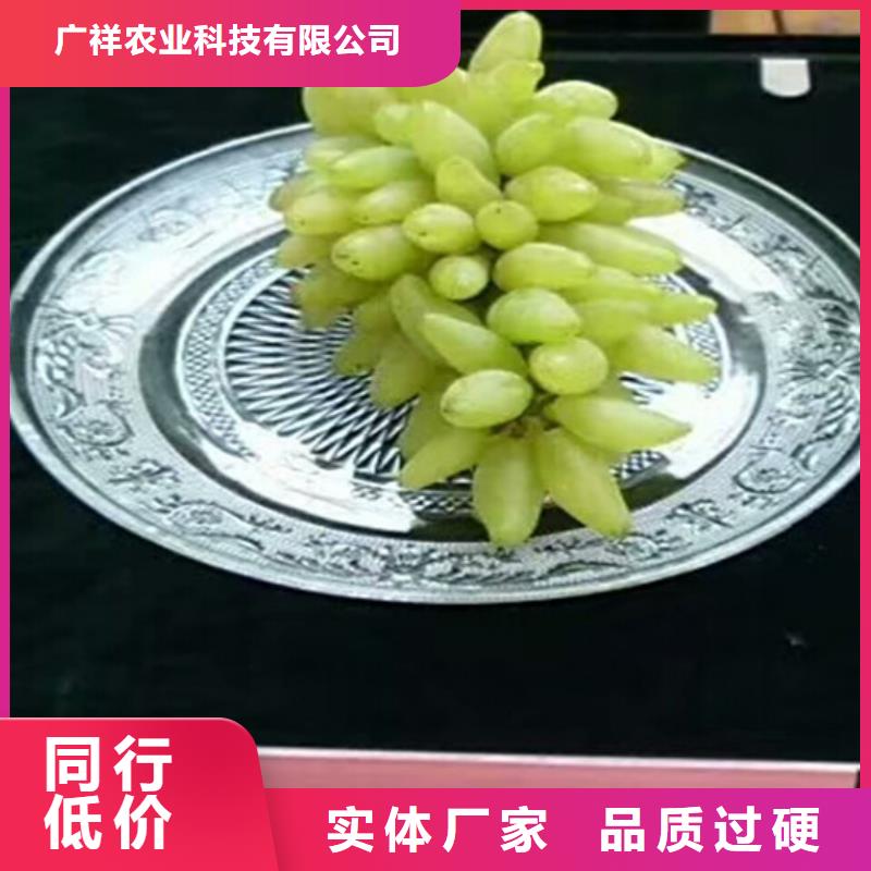 葡萄苗-【果树苗批发基地】适用场景_广祥农业科技(随州市分公司)