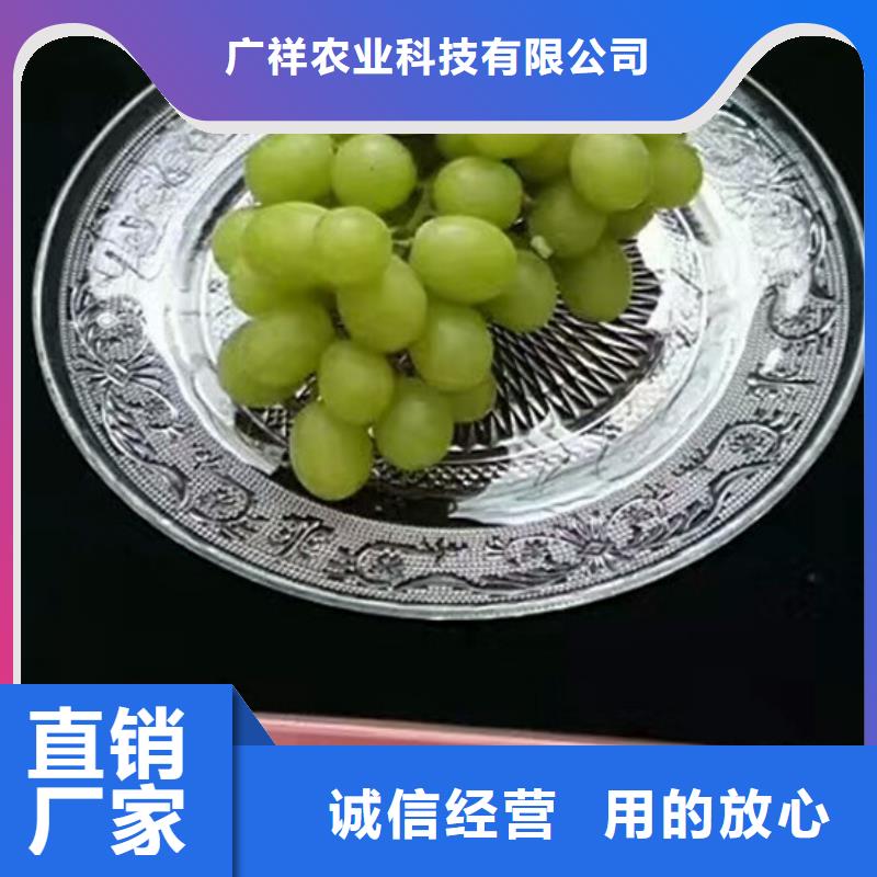 葡萄苗种植地区