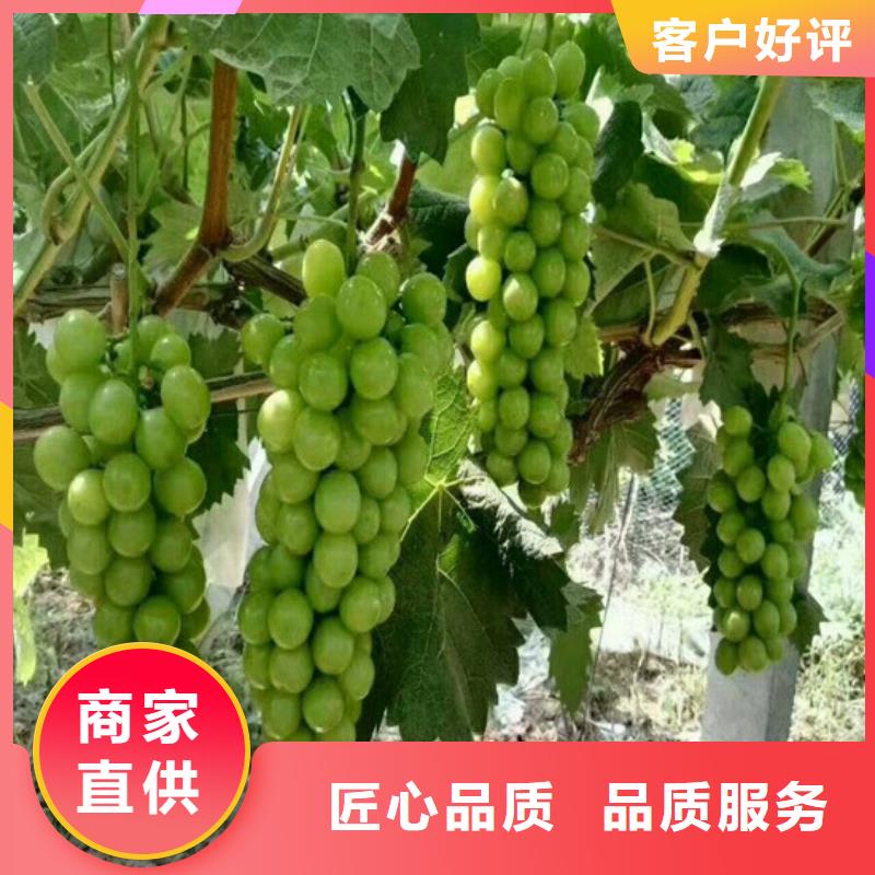 【葡萄苗】草莓苗价格厂家十分靠谱广祥无花果树苗