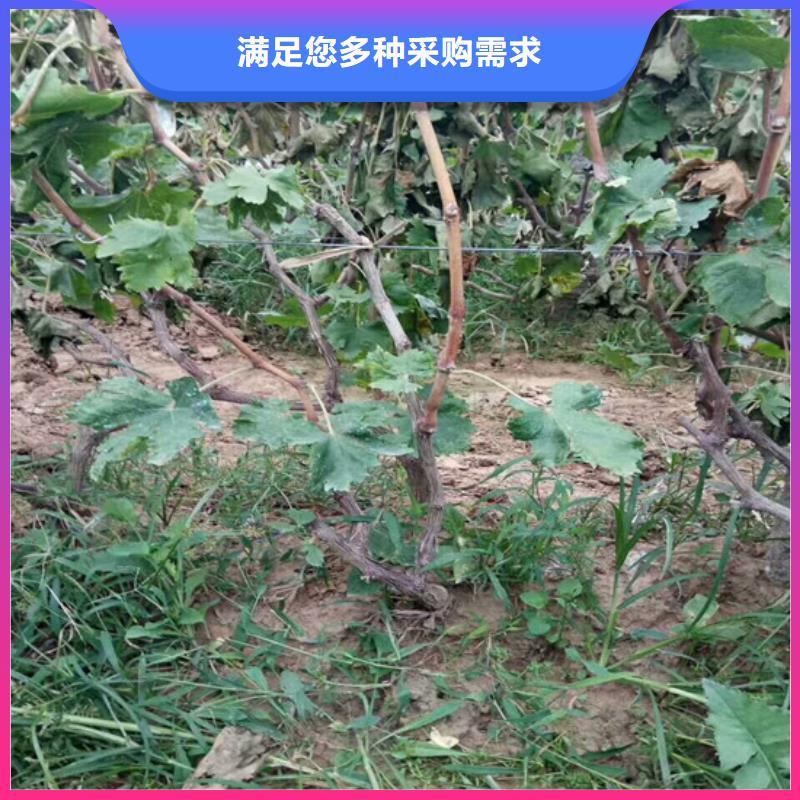 葡萄苗种植地区