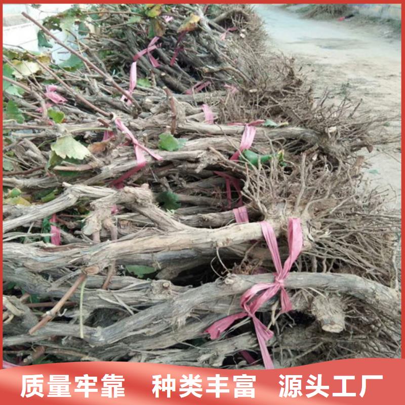 【葡萄苗】草莓苗价格厂家十分靠谱广祥无花果树苗