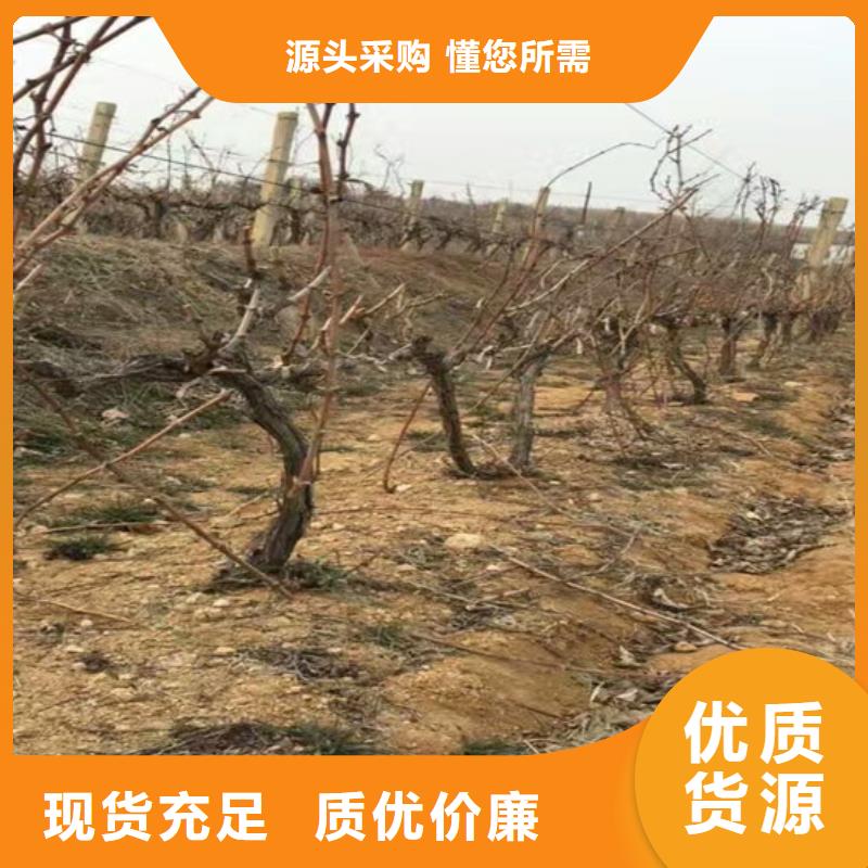 【葡萄苗】草莓苗价格厂家十分靠谱广祥无花果树苗