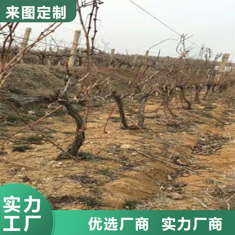 葡萄苗-【蓝宝石葡萄苗】现货充裕|陇川|瑞丽|曲靖|玉溪|丽江|怒江28354.com