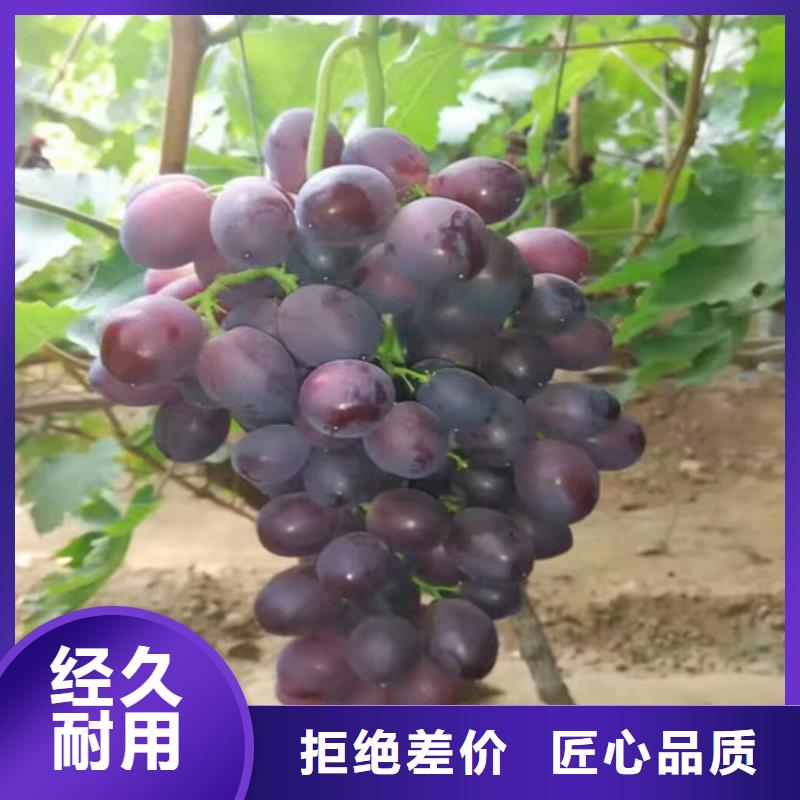 葡萄苗-【蓝宝石葡萄苗】现货充裕|陇川|瑞丽|曲靖|玉溪|丽江|怒江28354.com