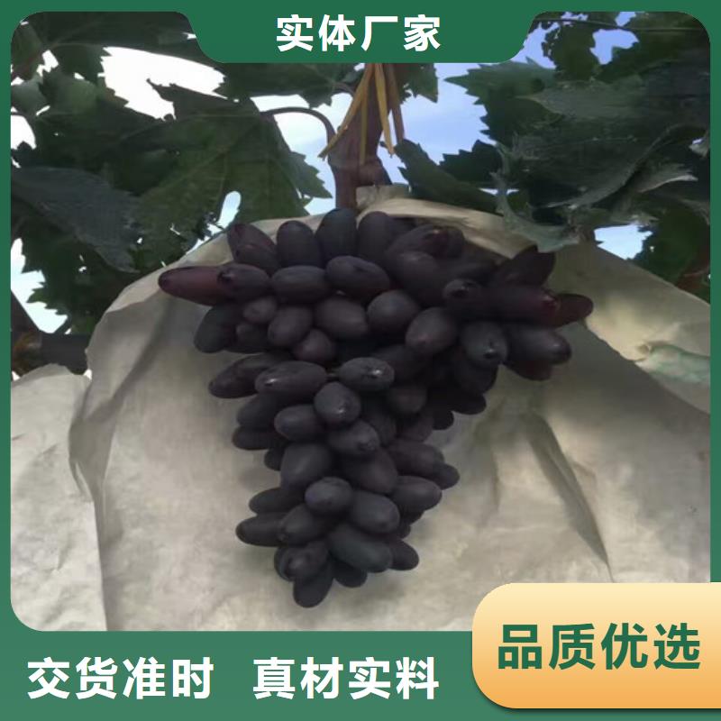 葡萄苗-【果树苗批发基地】适用场景_广祥农业科技(随州市分公司)