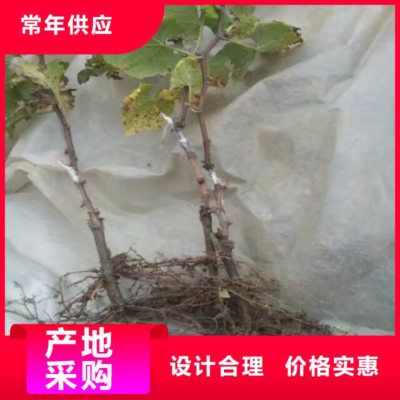 葡萄苗-【果树苗批发基地】适用场景_广祥农业科技(随州市分公司)