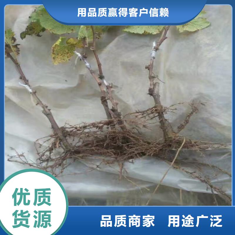 【葡萄苗】草莓苗价格厂家十分靠谱广祥无花果树苗