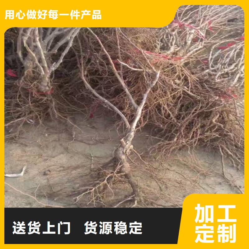 【葡萄苗】草莓苗价格厂家十分靠谱广祥无花果树苗