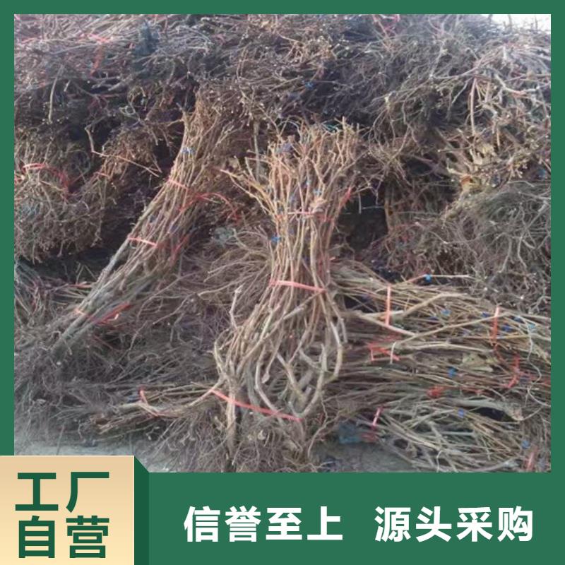 葡萄苗-【蓝宝石葡萄苗】现货充裕|陇川|瑞丽|曲靖|玉溪|丽江|怒江28354.com