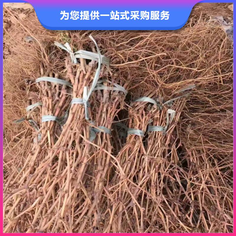 优选:价格地道 葡萄苗-【果树苗批发基地】适用场景-设计合理