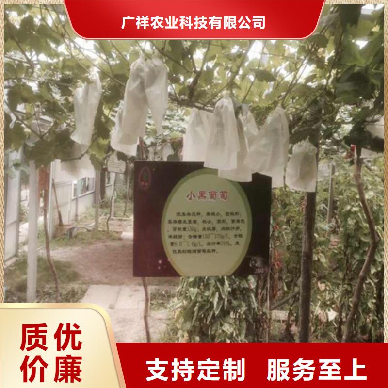 【葡萄苗】草莓苗价格厂家十分靠谱广祥无花果树苗
