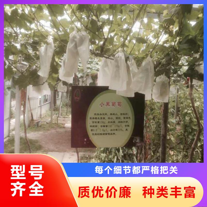 葡萄苗-【蓝宝石葡萄苗】现货充裕|陇川|瑞丽|曲靖|玉溪|丽江|怒江28354.com