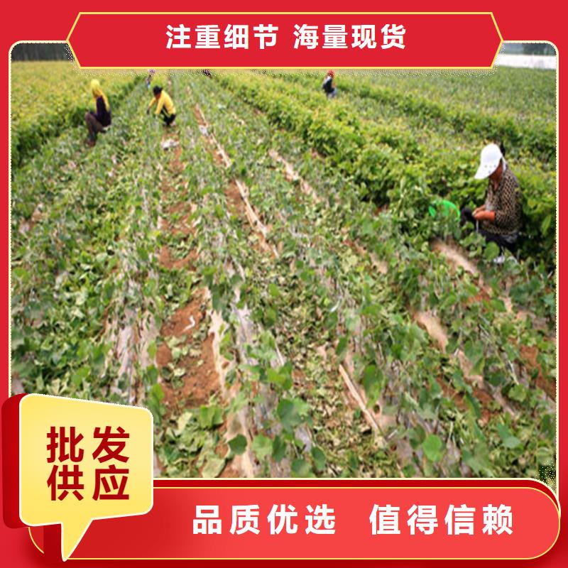 葡萄苗-【蓝宝石葡萄苗】现货充裕|陇川|瑞丽|曲靖|玉溪|丽江|怒江28354.com