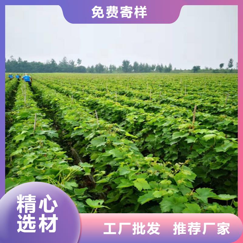葡萄苗-【蓝宝石葡萄苗】现货充裕|陇川|瑞丽|曲靖|玉溪|丽江|怒江28354.com