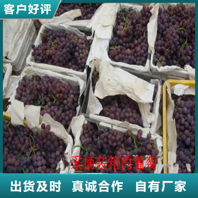 葡萄苗种植地区