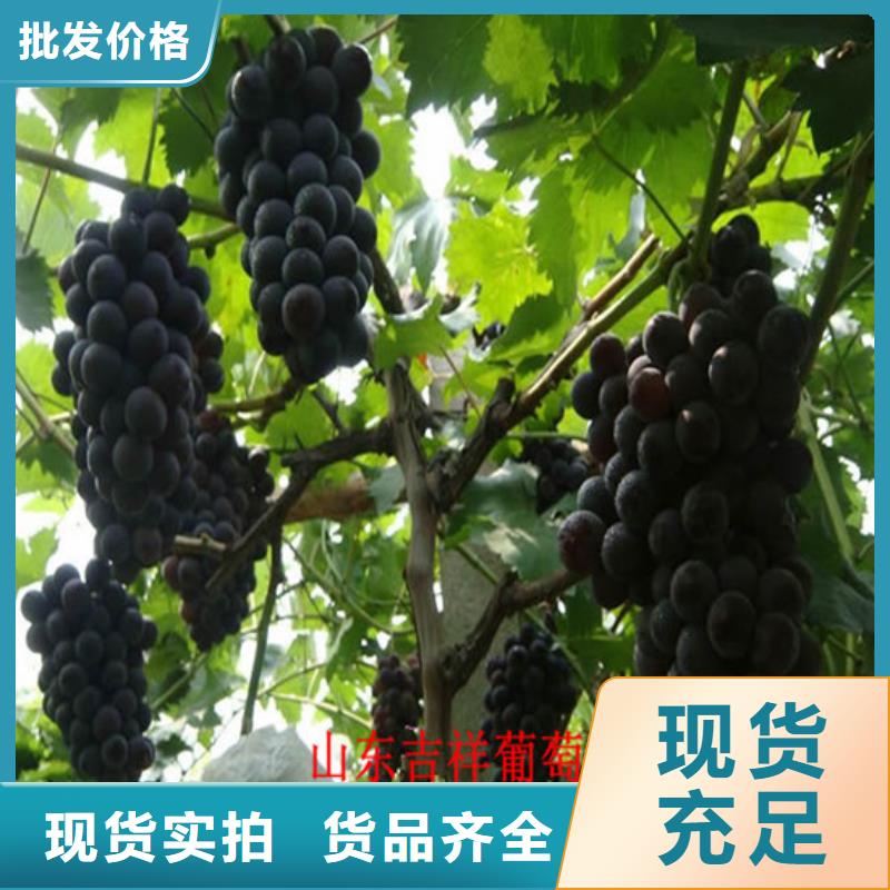 葡萄苗-【蓝宝石葡萄苗】现货充裕|陇川|瑞丽|曲靖|玉溪|丽江|怒江28354.com