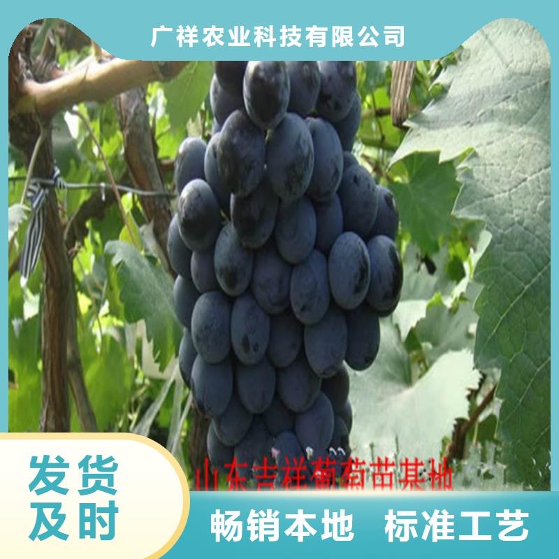 优选:价格地道 葡萄苗-【果树苗批发基地】适用场景-设计合理