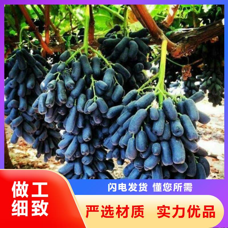 【葡萄苗】草莓苗价格厂家十分靠谱广祥无花果树苗