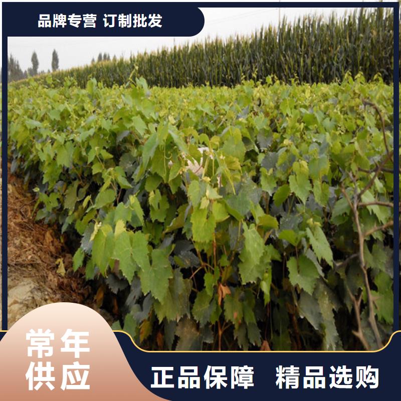 【葡萄苗】草莓苗价格厂家十分靠谱广祥无花果树苗