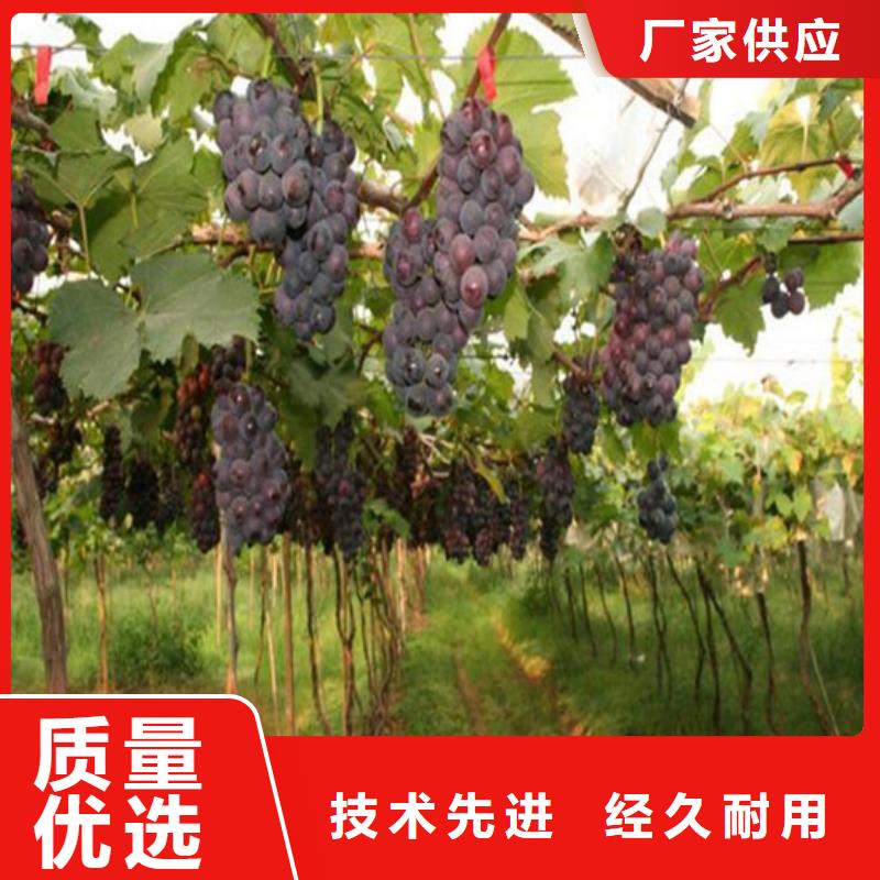 【葡萄苗】草莓苗价格厂家十分靠谱广祥无花果树苗