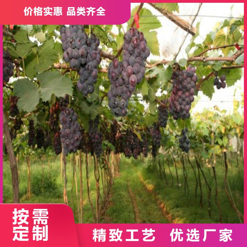 葡萄苗-【蓝宝石葡萄苗】现货充裕|陇川|瑞丽|曲靖|玉溪|丽江|怒江28354.com