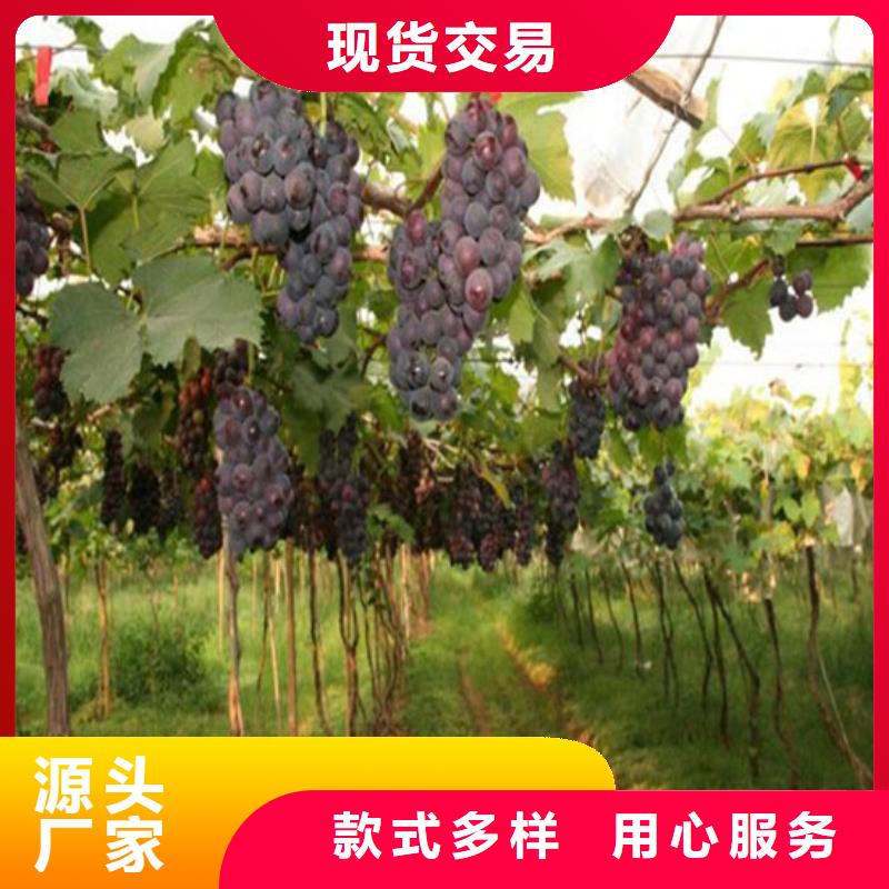 葡萄苗-【果树苗批发基地】适用场景_广祥农业科技(随州市分公司)