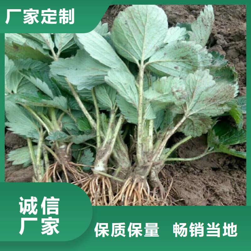草莓苗夏黑葡萄苗厂家拥有先进的设备