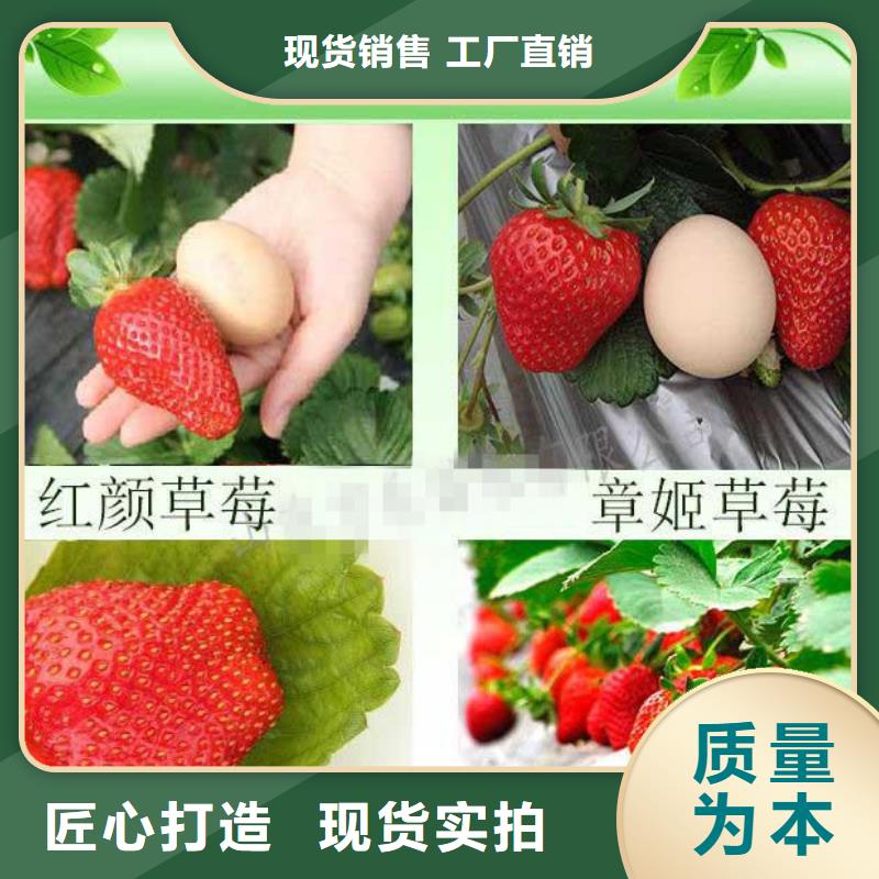 草莓苗,桃树苗专业按需定制