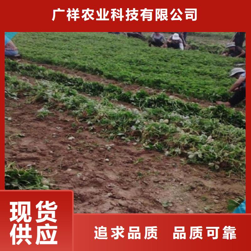 草莓苗,火箭大樱桃树苗从厂家买售后有保障