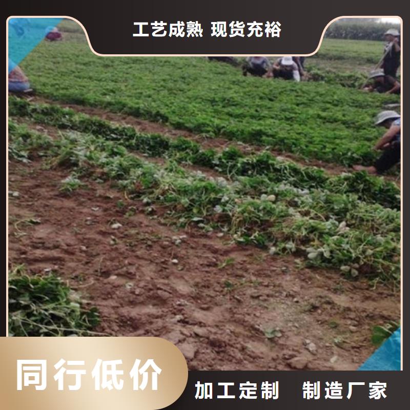 草莓苗苹果苗多年行业积累