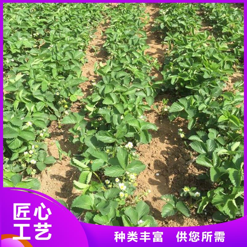 广祥无花果树苗草莓苗【苹果苗】供您所需