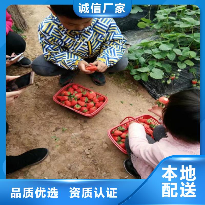 草莓苗 果树苗检验发货