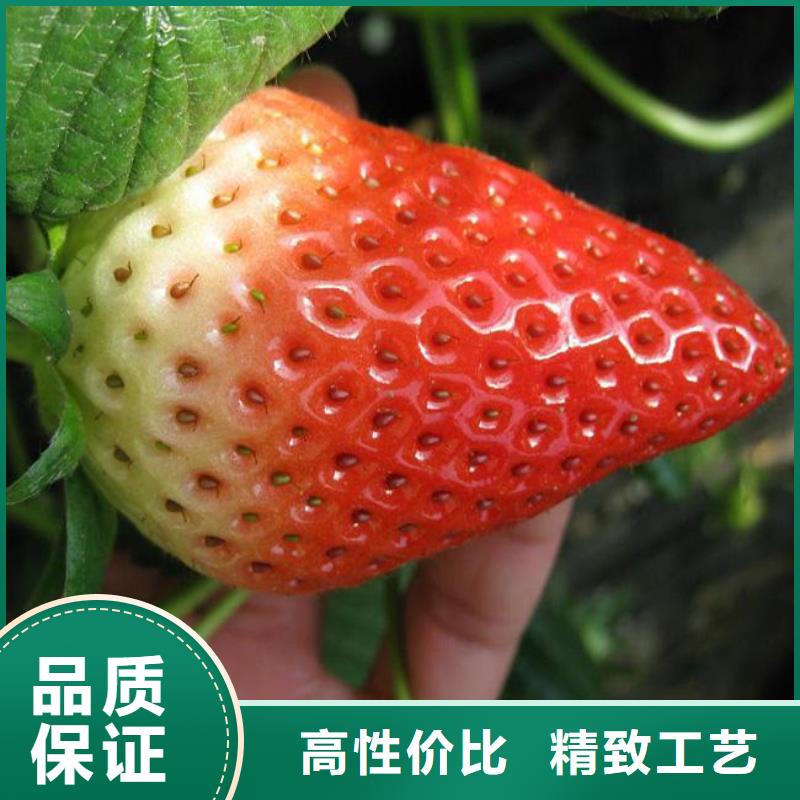 草莓苗大红袍花椒苗精心打造