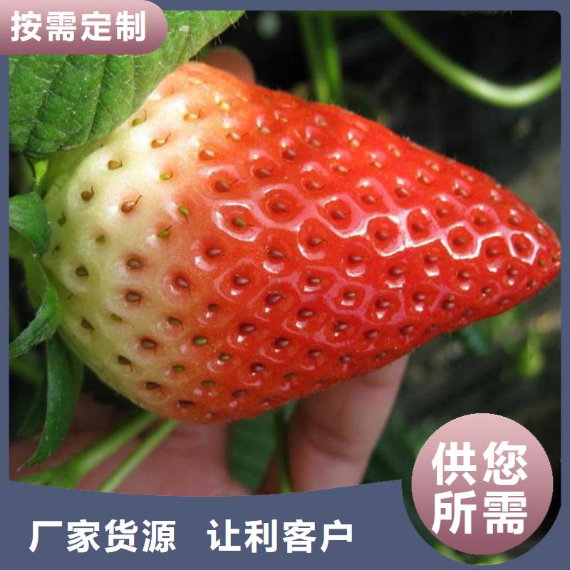 草莓苗柱状梨树苗全品类现货