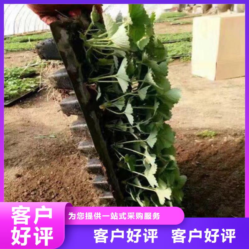 草莓苗青苹果树苗大量现货