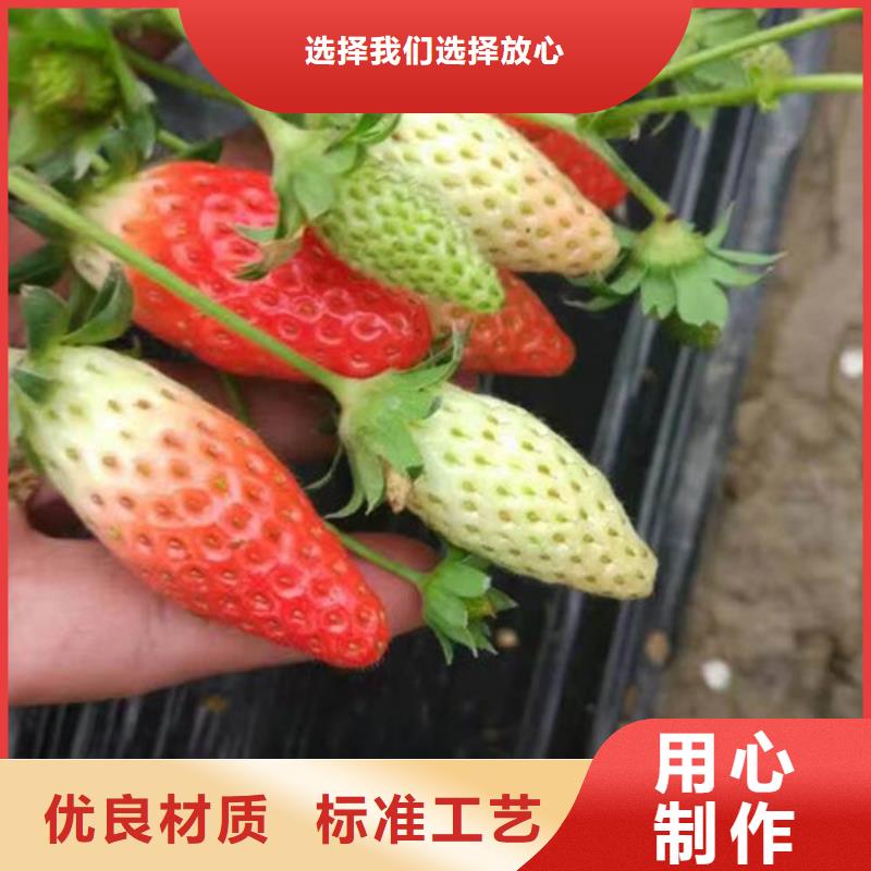 草莓苗花椒树苗货源直销