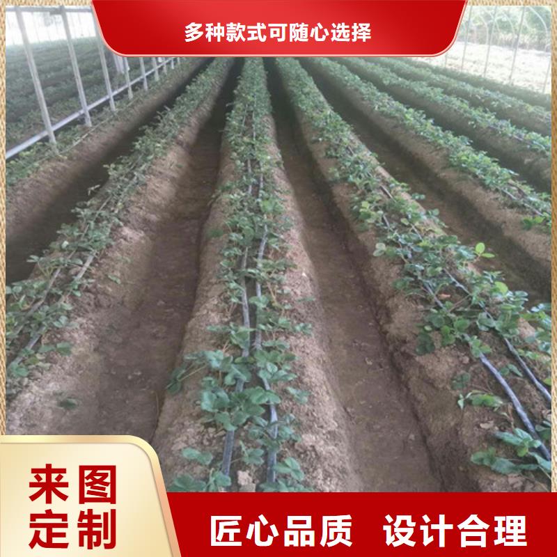 草莓苗苹果苗质量检测