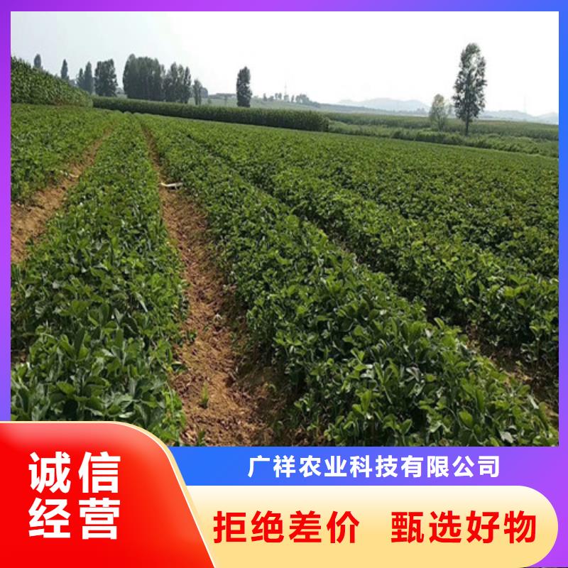 【草莓苗】-草莓苗价格规格型号全
