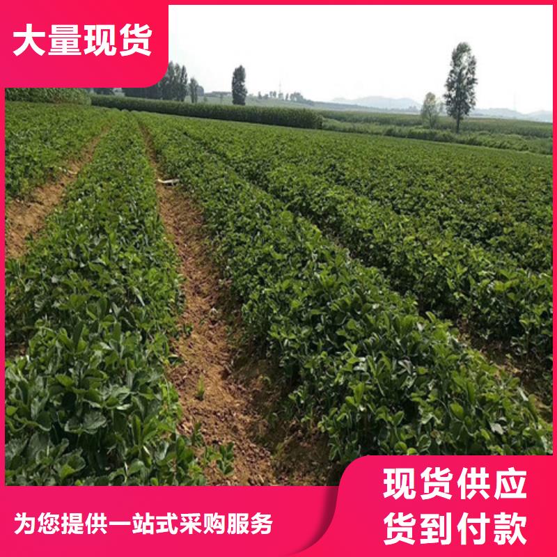 草莓苗-阳光玫瑰葡萄树苗放心得选择