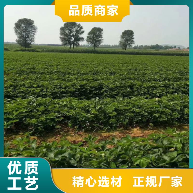 草莓苗珍珠枣油桃树苗厂家现货供应