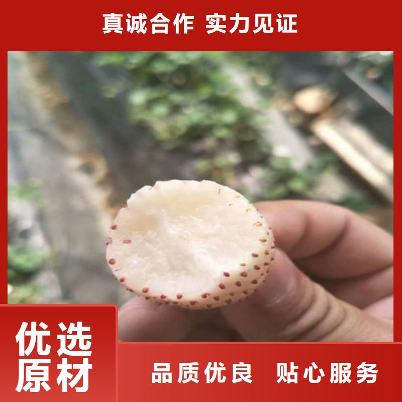 草莓苗大棚草莓苗实力优品