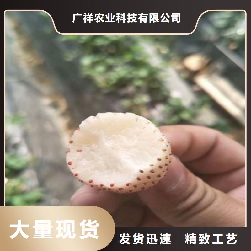 草莓苗-葡萄苗基地大库存无缺货危机