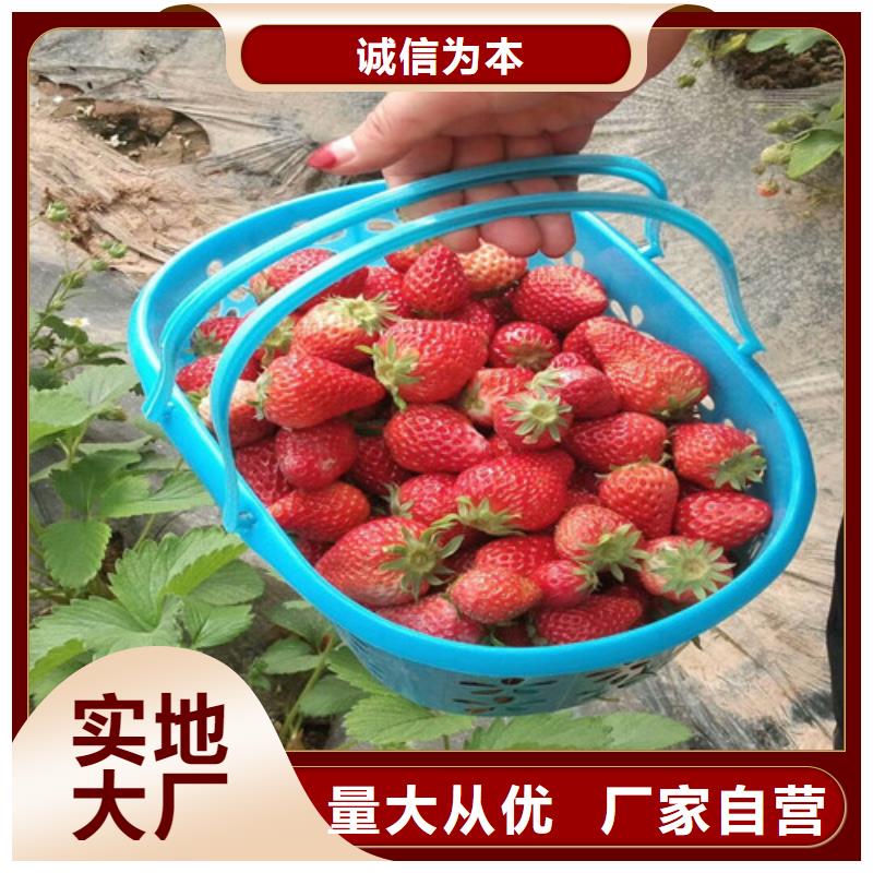 草莓苗 果树苗检验发货